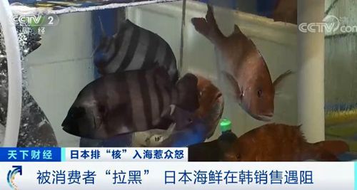 风波再起 韩国民众拉黑日本海鲜，国民难掩愤怒之情