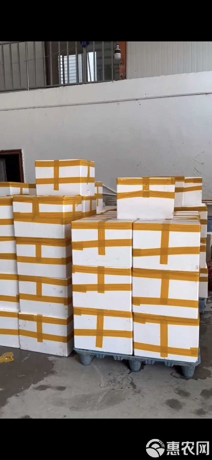 如何选择高品质批发生蚝 让摆摊生意火爆的秘密